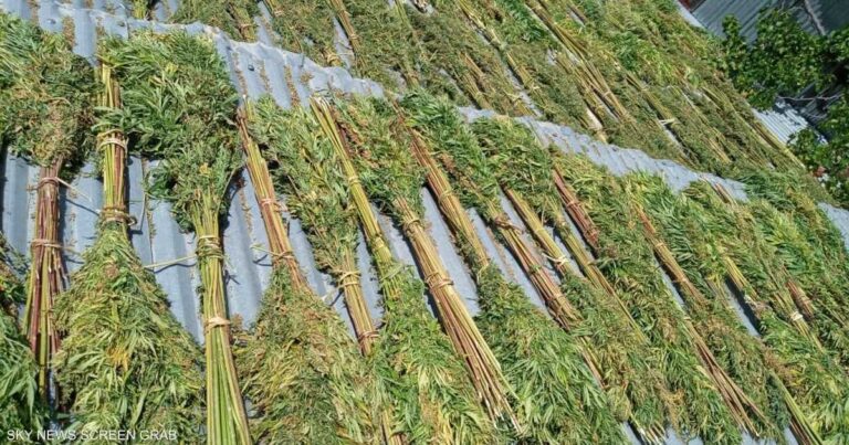ارتفاع محتمل في إنتاج القنب الهندي الموجه للصناعات الدوائية