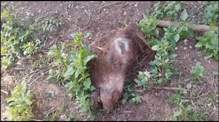 العثور على بقايا حمار بايت عميرة